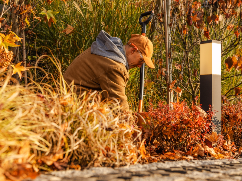 Gardener working in an autumn garden among fallen leaves