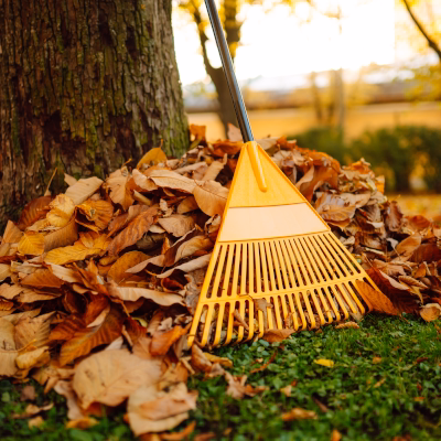 Rake gathering fallen autumn leaves