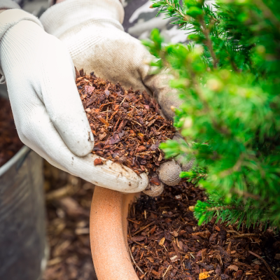 Hands placing mulch around plants