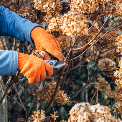 Gardener pruning hydrangeas with orange gloves
