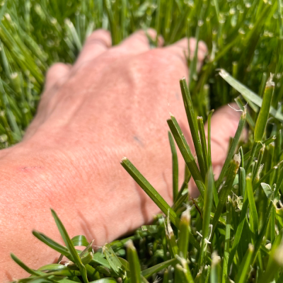 Hand touching freshly cut green grass