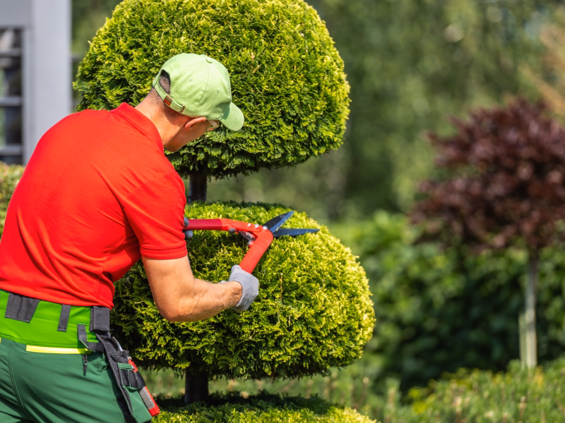 Gardener pruning a perfectly shaped topiary in summer